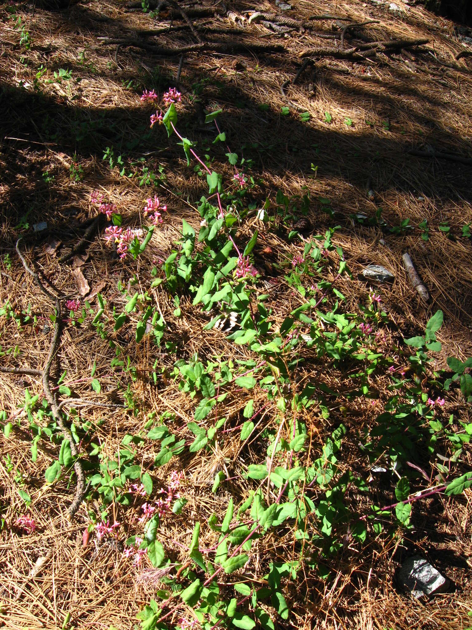 Image of pink honeysuckle