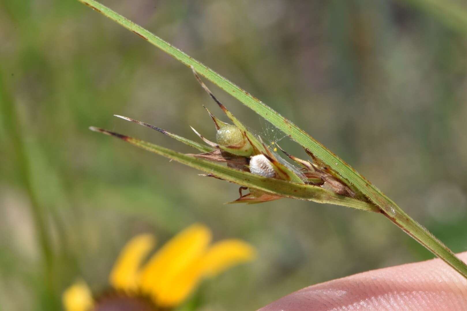 Image of Fringed Nut-Rush