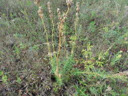 Image of Siberian catchfly