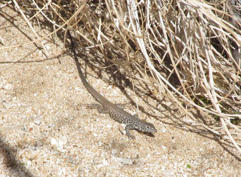 Sivun Aspidoscelis tigris tigris (Baird & Girard 1852) kuva