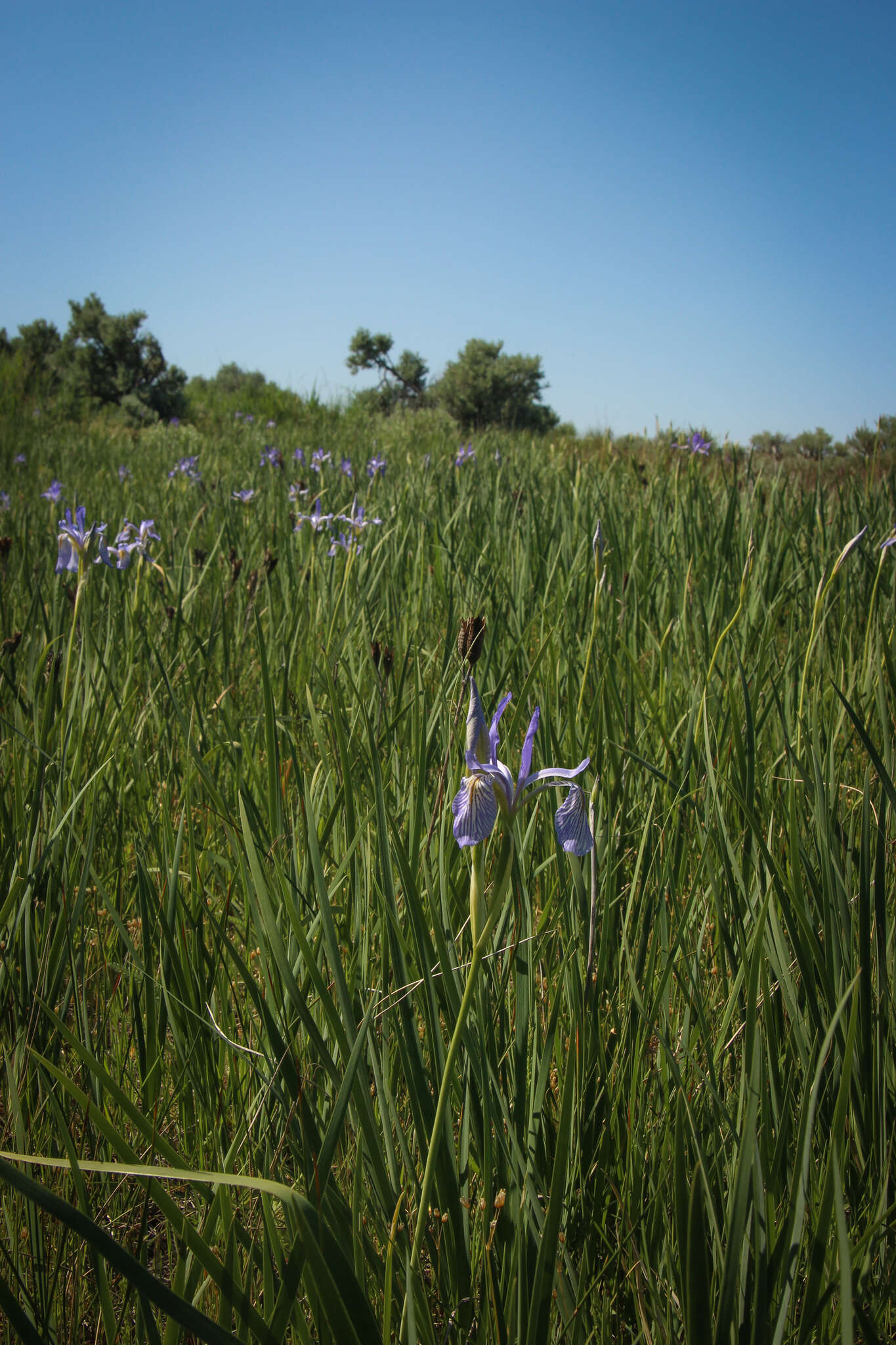 Image of Rocky Mountain iris