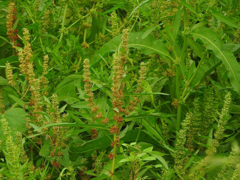 Image of Rumex trisetifer Stokes