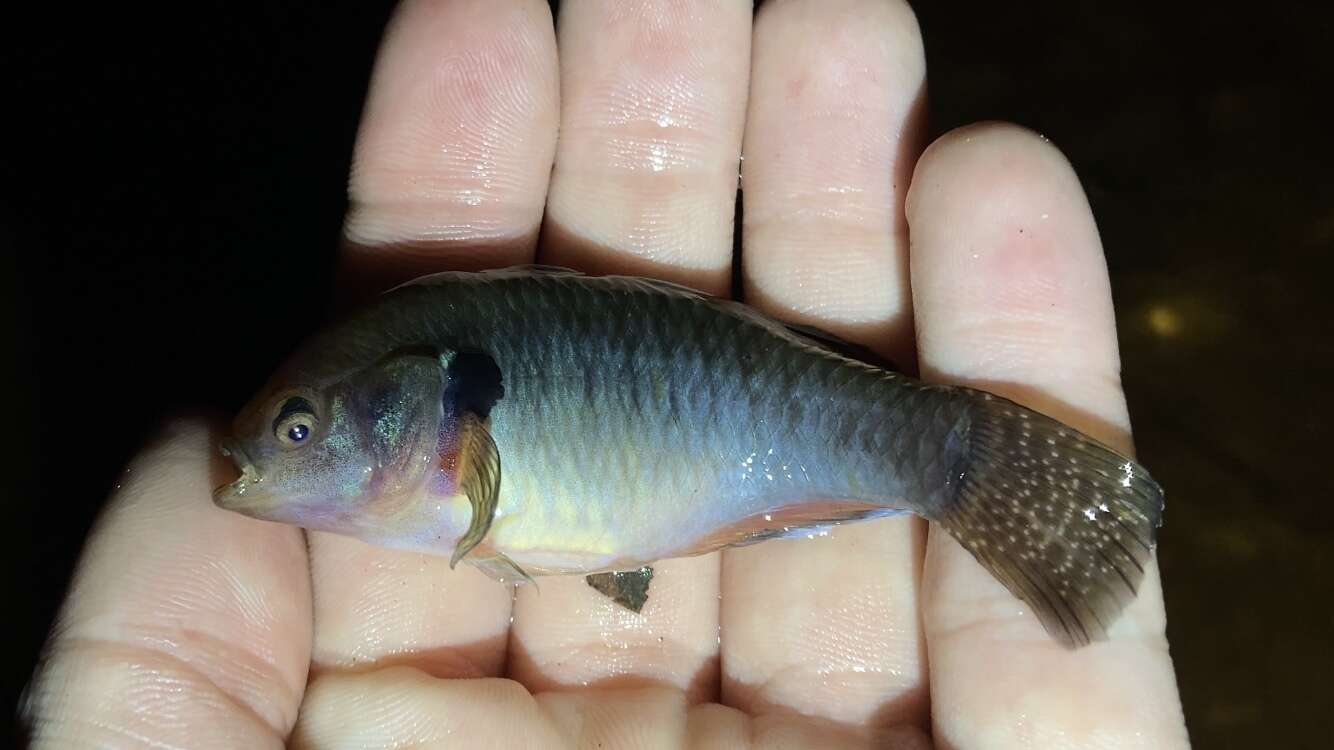 Image of Australian carp-gudgeon