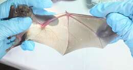 Image of Lesser Long-nosed Bat