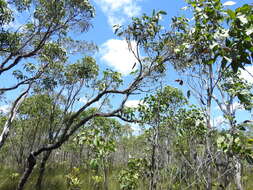 Слика од Eucalyptus latisinensis K. D. Hill