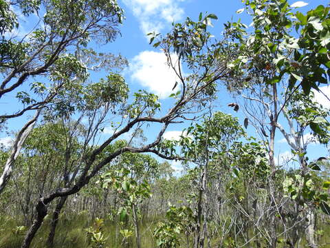 Слика од Eucalyptus latisinensis K. D. Hill