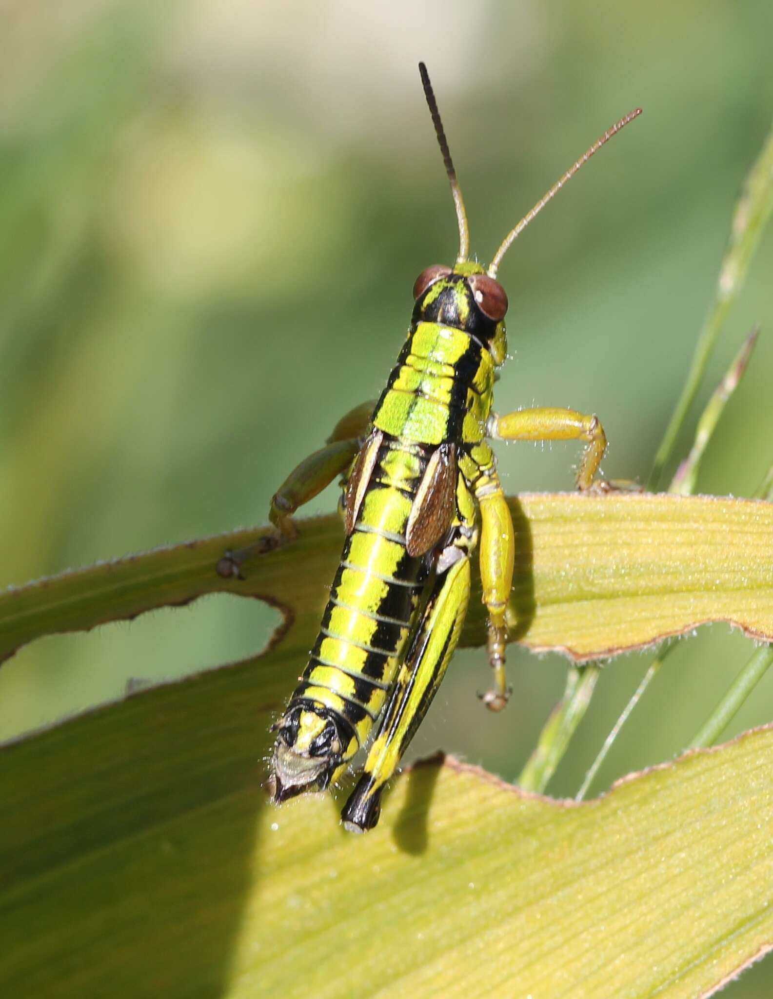 Image of Miramella (Kisella) alpina subsp. subalpina (Fischer 1850)