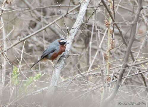 Image of Black-and-chestnut Warbling Finch