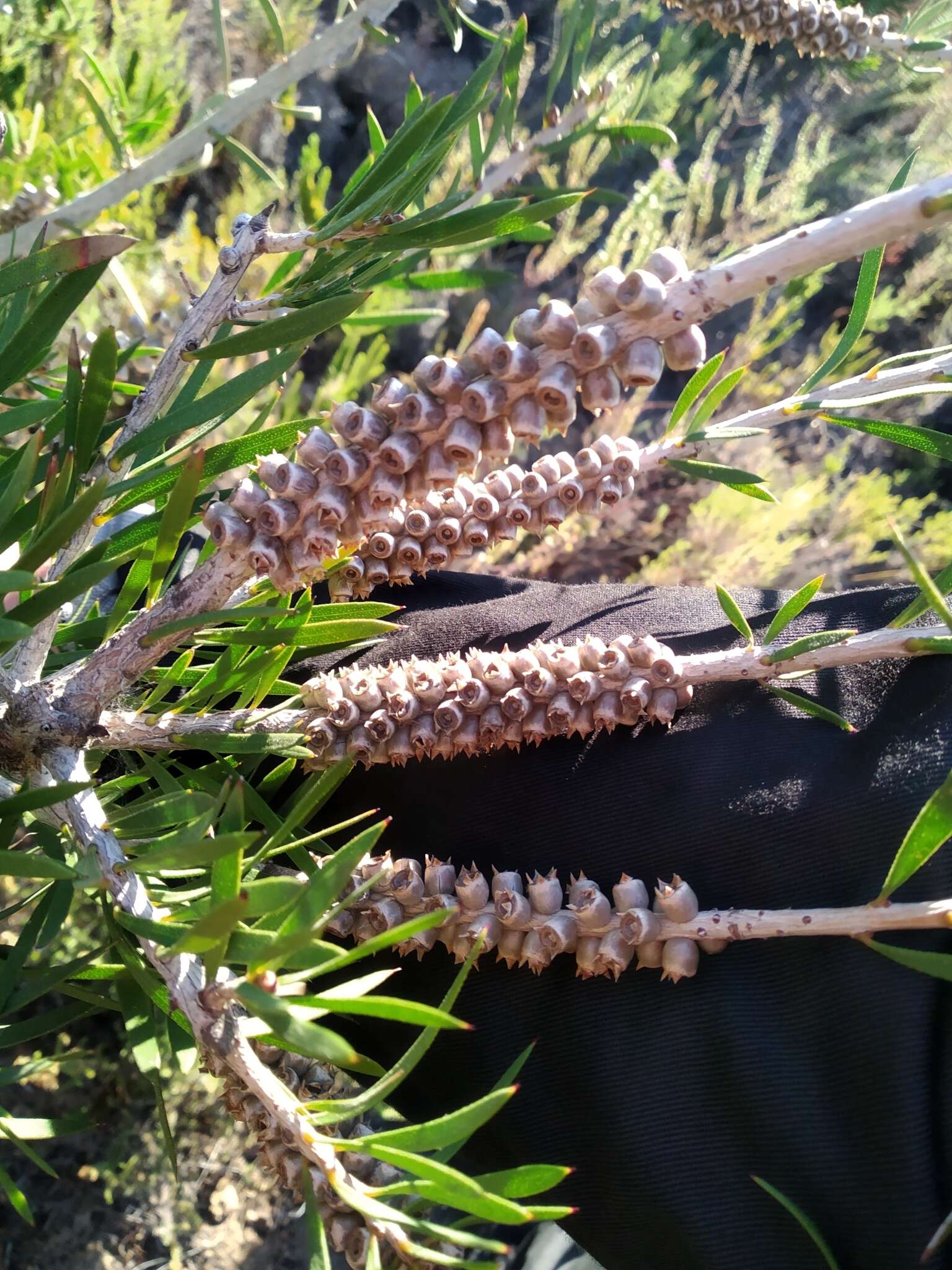 Image of scarlet bottlebrush