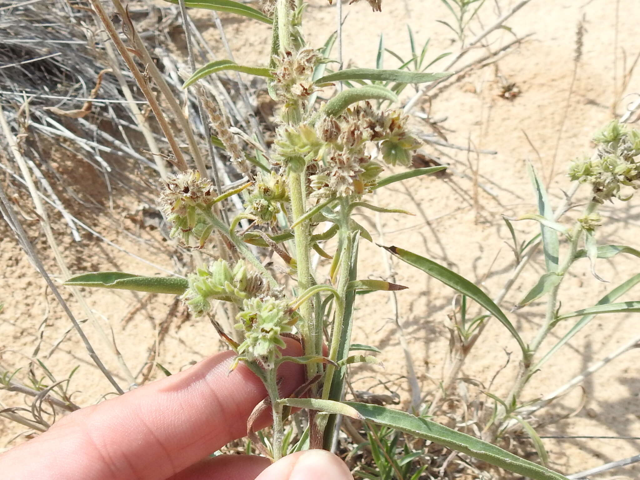 Imagem de Oreocarya suffruticosa (Torr.) Greene