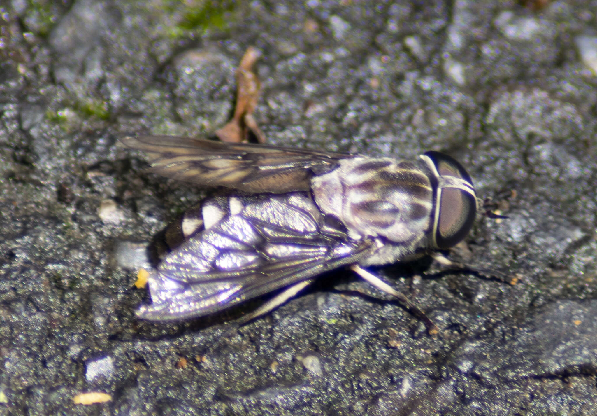 Imagem de Tabanus trimaculatus Palisot