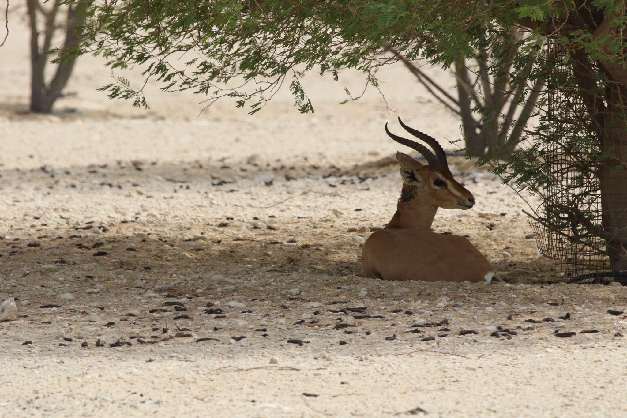 Image of Arabian Gazelle