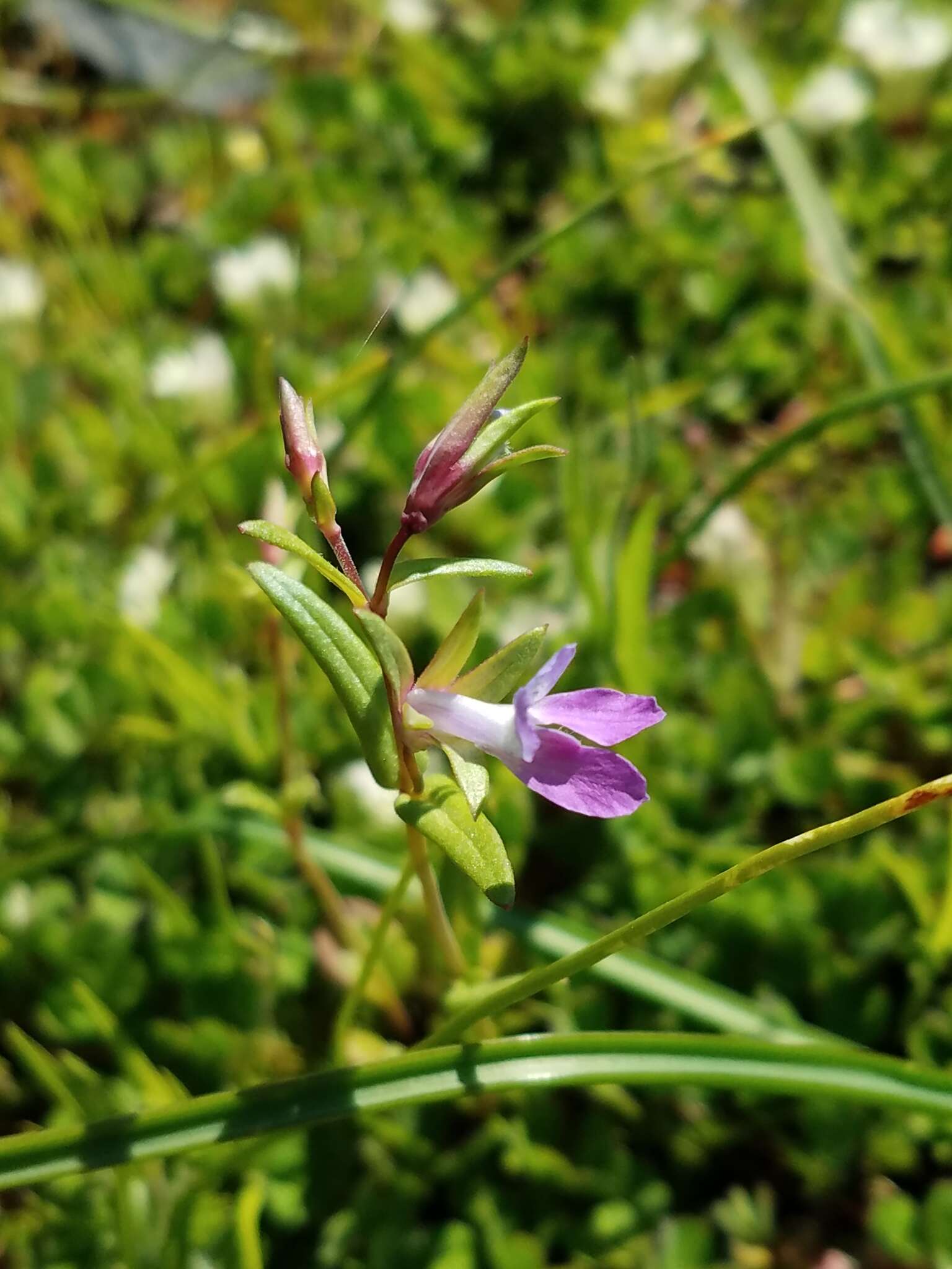 Image of spinster's blue eyed Mary