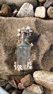 Image of goose barnacle