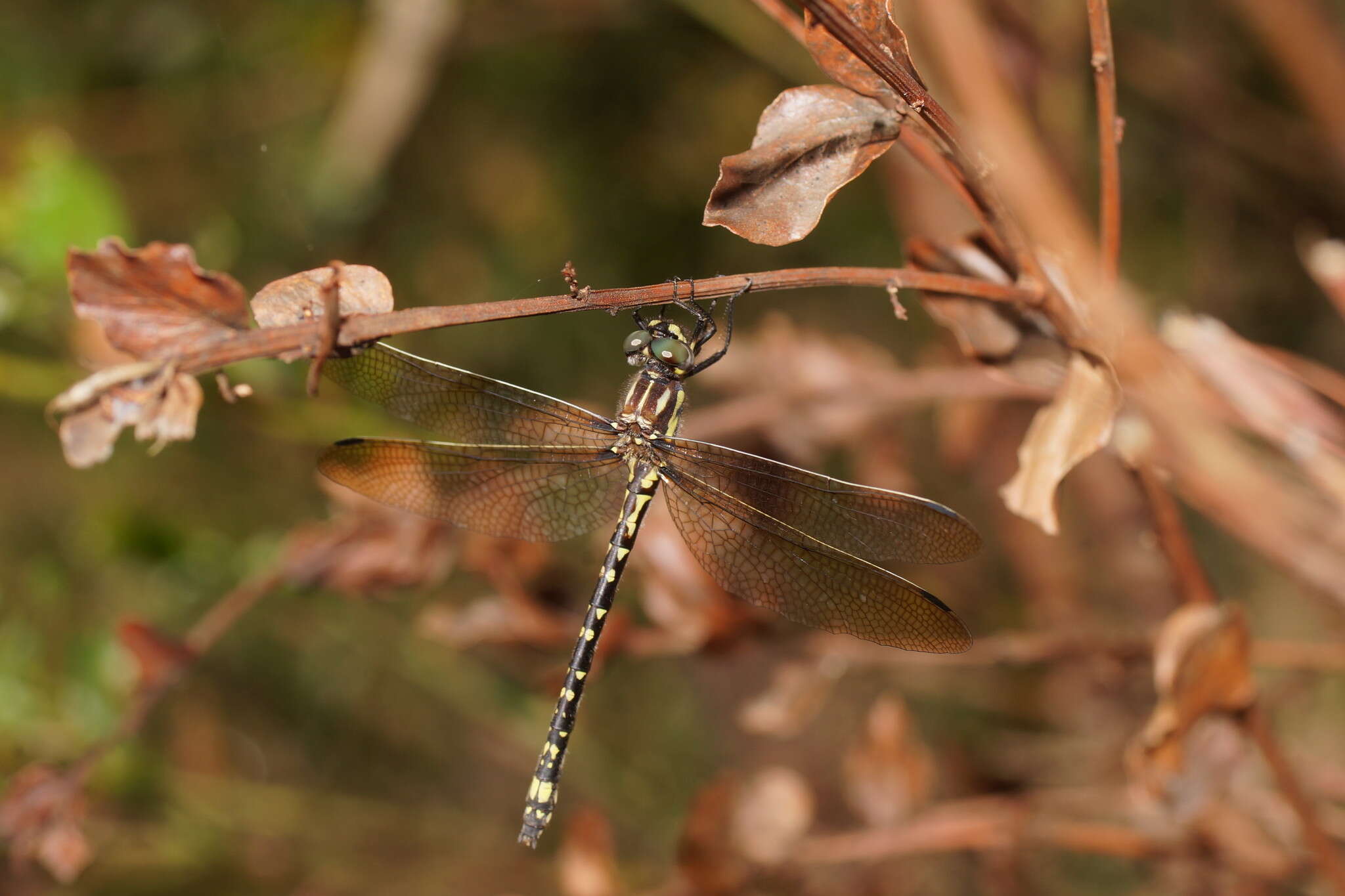 Image of Eusynthemis virgula (Selys 1874)