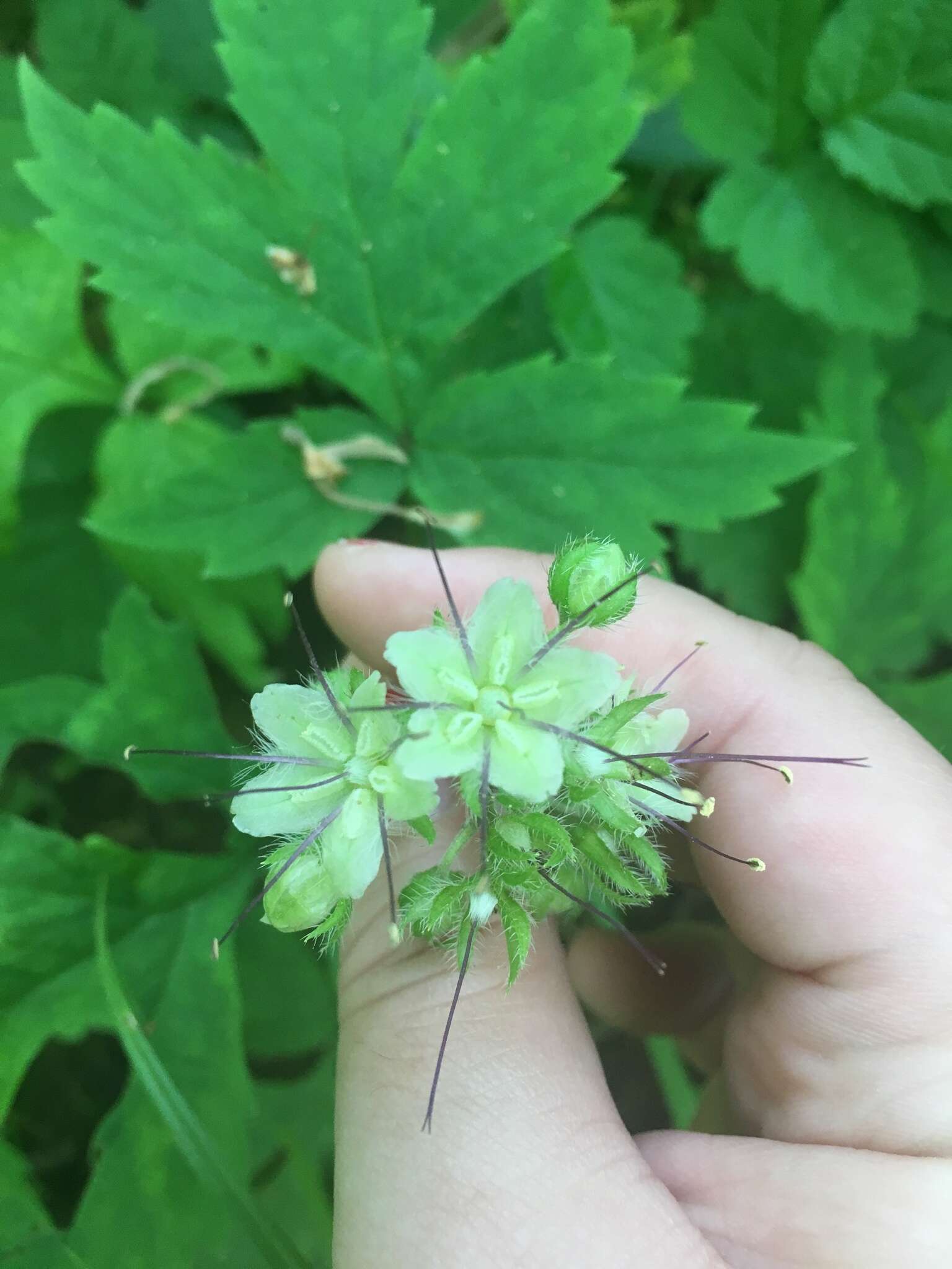 Imagem de Hydrophyllum occidentale (S. Wats.) A. Gray