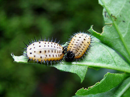 Image of Asian Spotted Tortoise Beetle