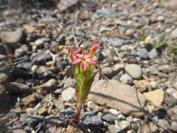 صورة Collomia biflora (Ruiz & Pav.) A. Brand