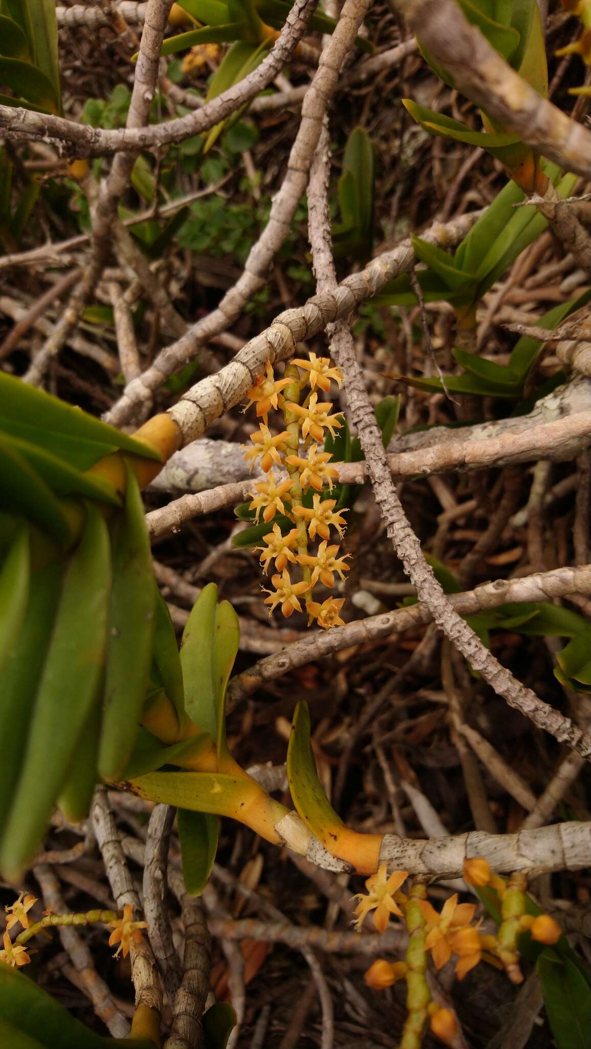 Image de Tridactyle bicaudata subsp. rupestris H. P. Linder