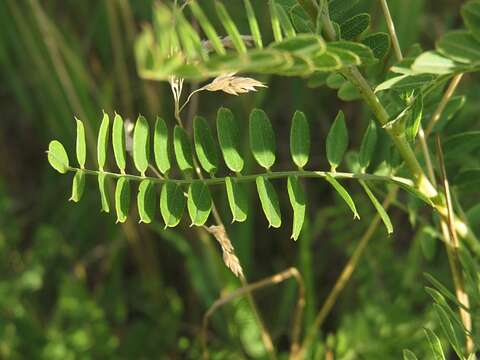 Image of dwarf false indigo