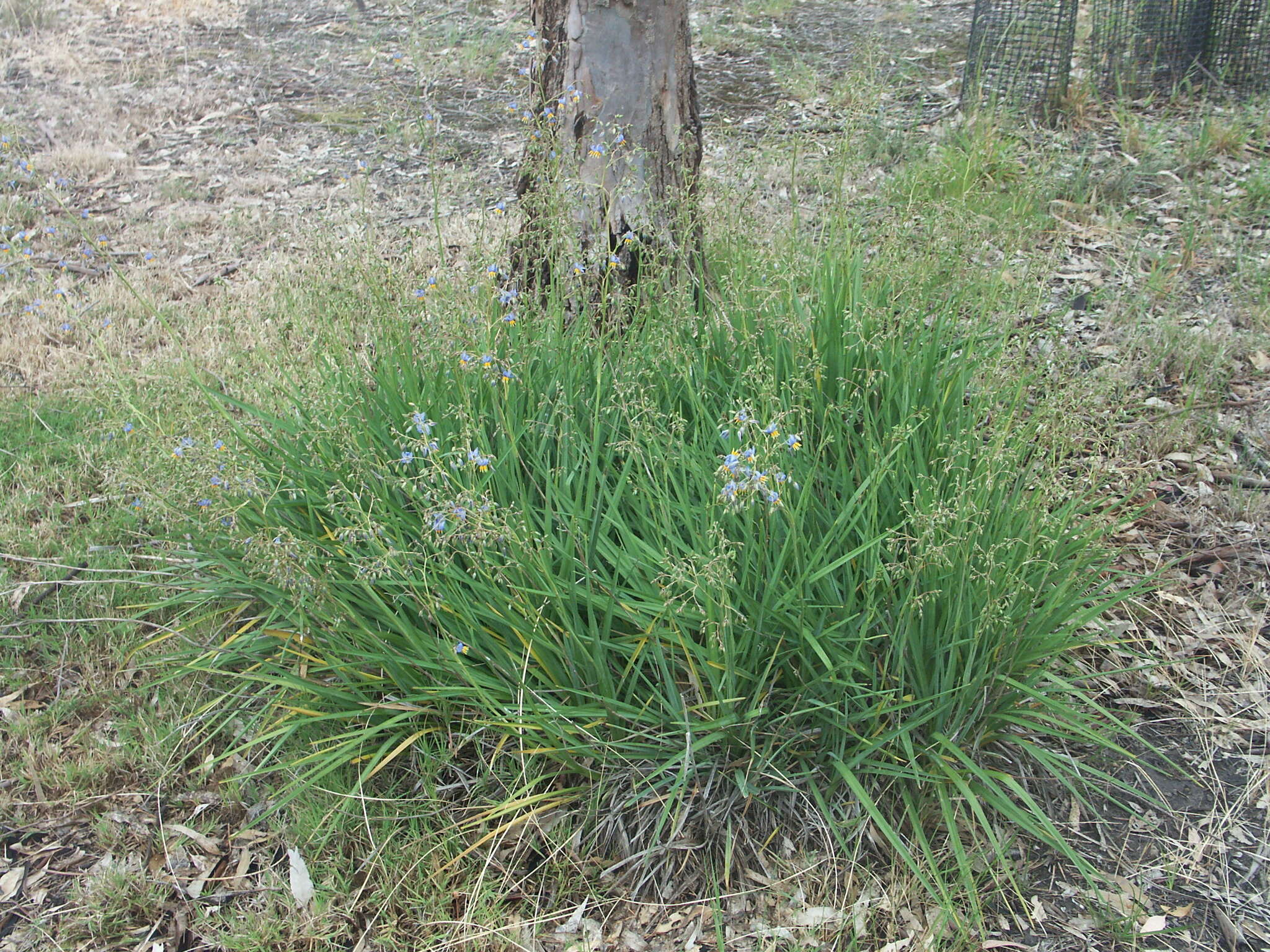 Image of Dianella amoena G. W. Carr & P. F. Horsfall