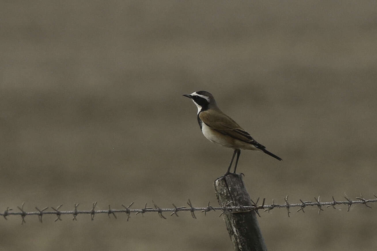 Image of Capped Wheatear