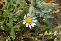 Image of <i>Aphanostephus skirrhobasis</i>