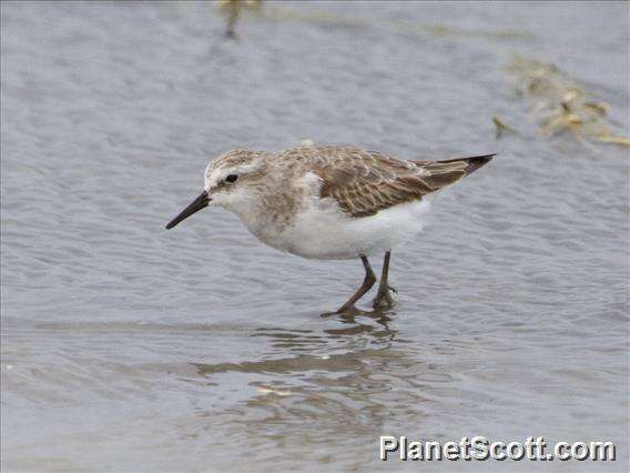 Image of Little Stint