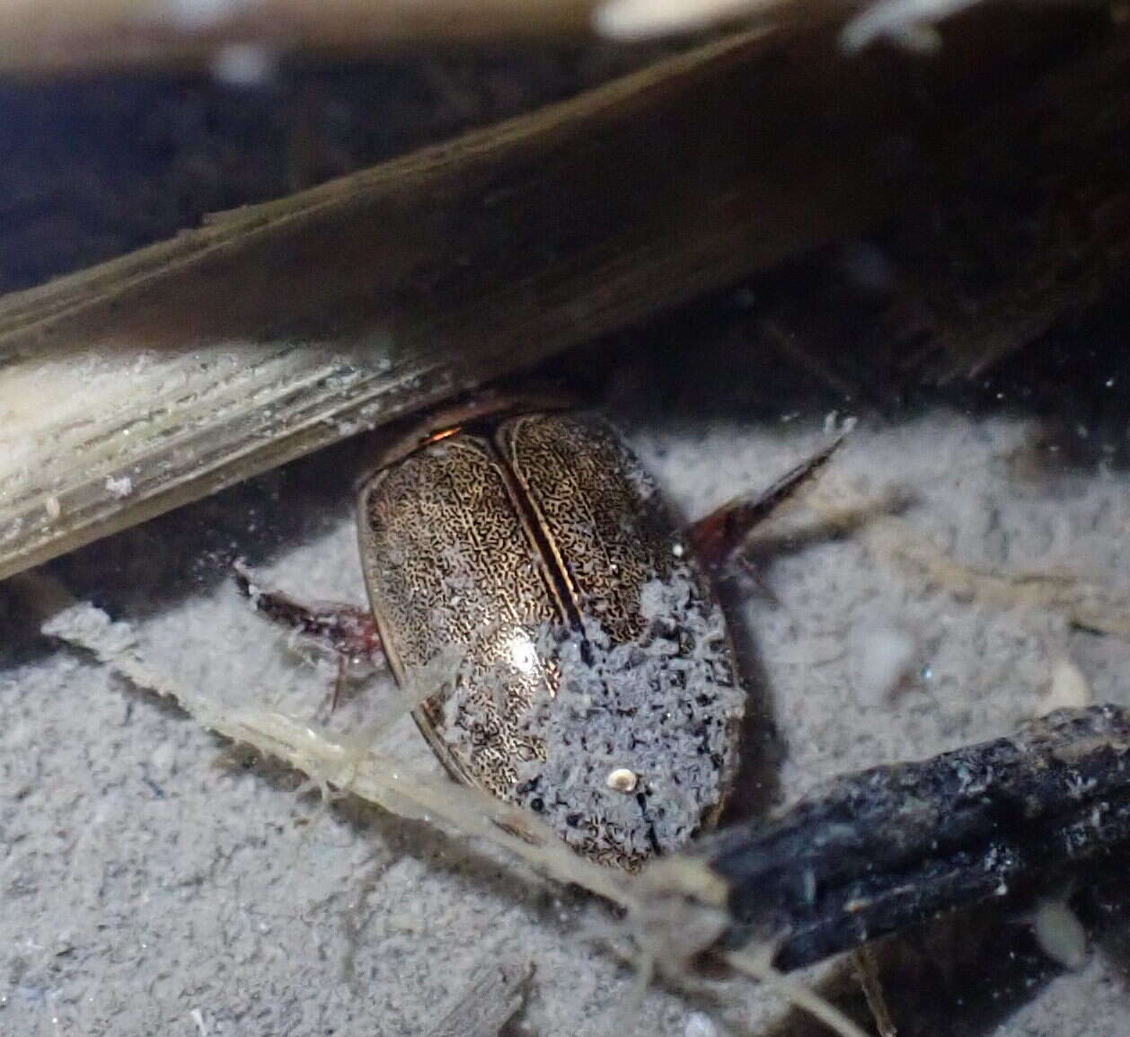 Plancia ëd Hydaticus (Prodaticus) rhantoides Sharp 1882