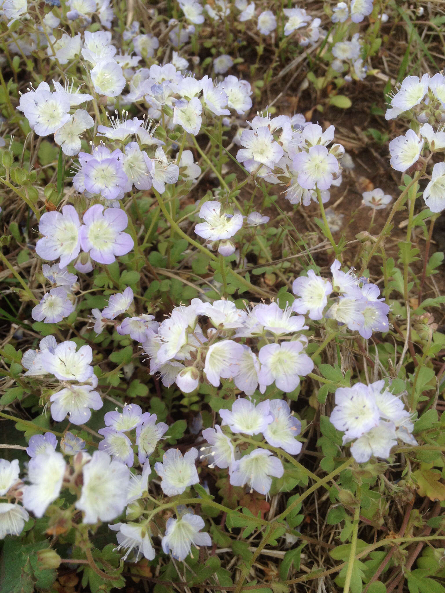 Image of interior phacelia