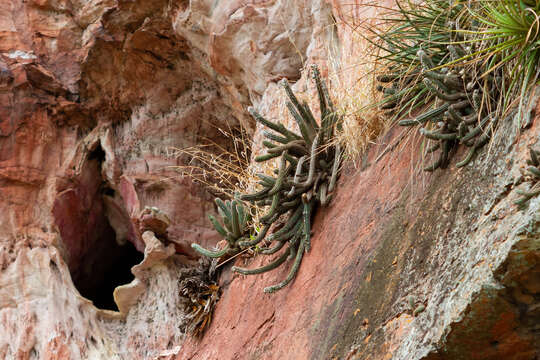 Image of Pilosocereus pusillibaccatus P. J. Braun & Esteves