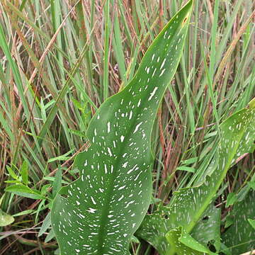 Image of Spotted-leaved arum lily