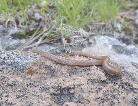 Image of Bocourt's Black-headed Snake