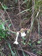 Image of Sinningia tubiflora (Hook.) Fritsch