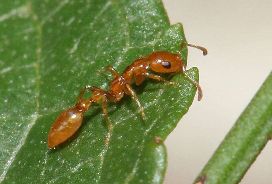 Tetraponera emeryi (Forel 1911) resmi