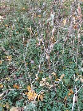 Image of Chaerophyllum nodosum (L.) Crantz