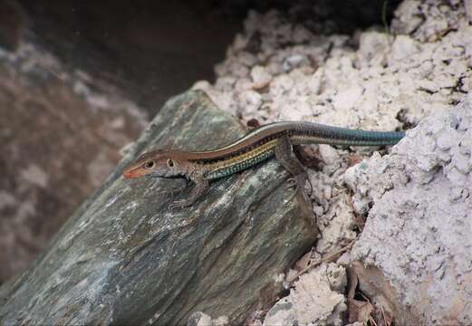 Imagem de <i>Pholidoscelis auberi sabulicolor</i>