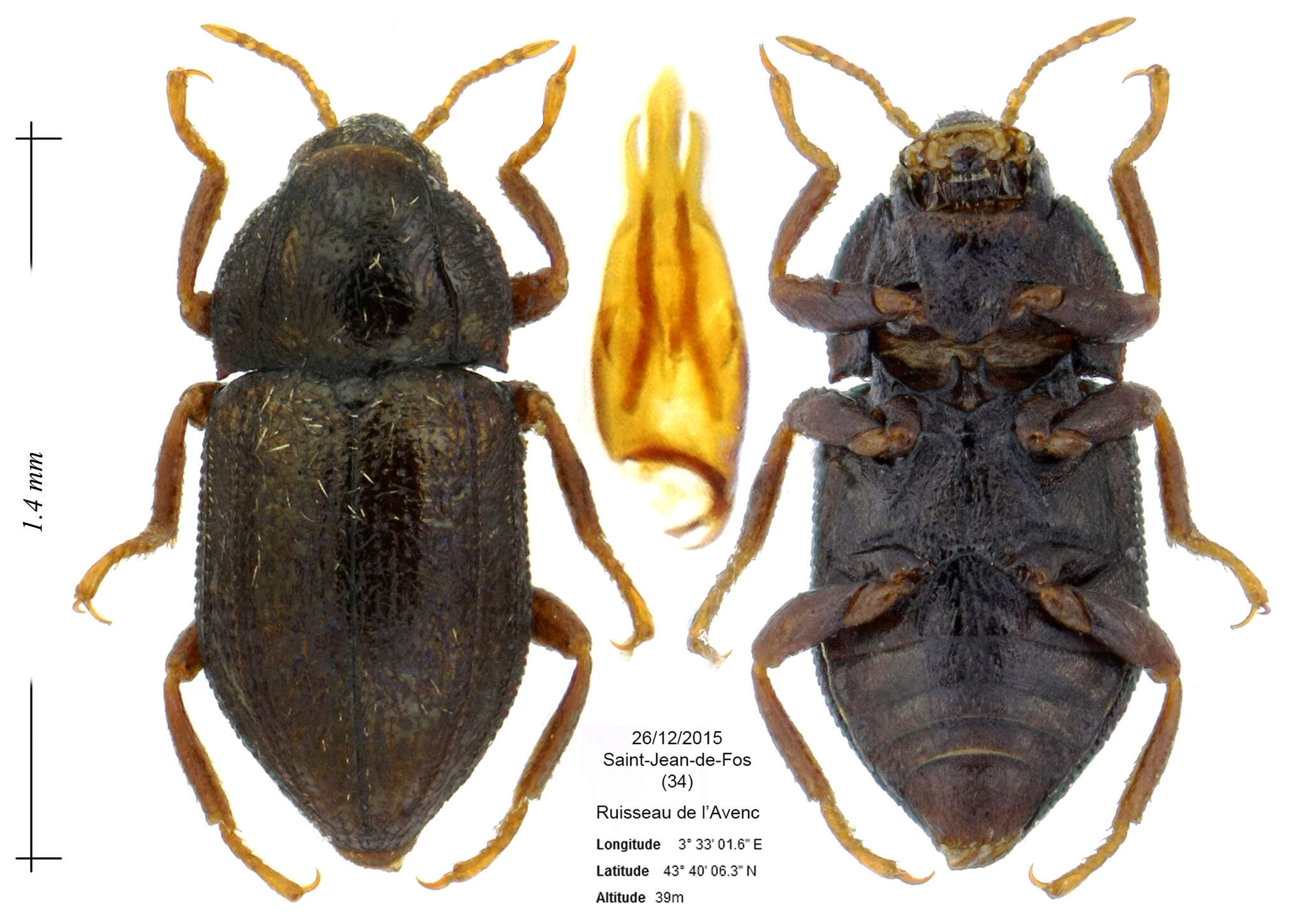 Image of Oulimnius troglodytes (Gyllenhal 1827)