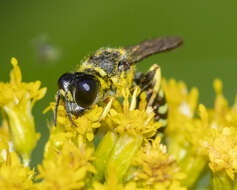 Image of Ectemnius ruficornis (Zetterstedt 1838)