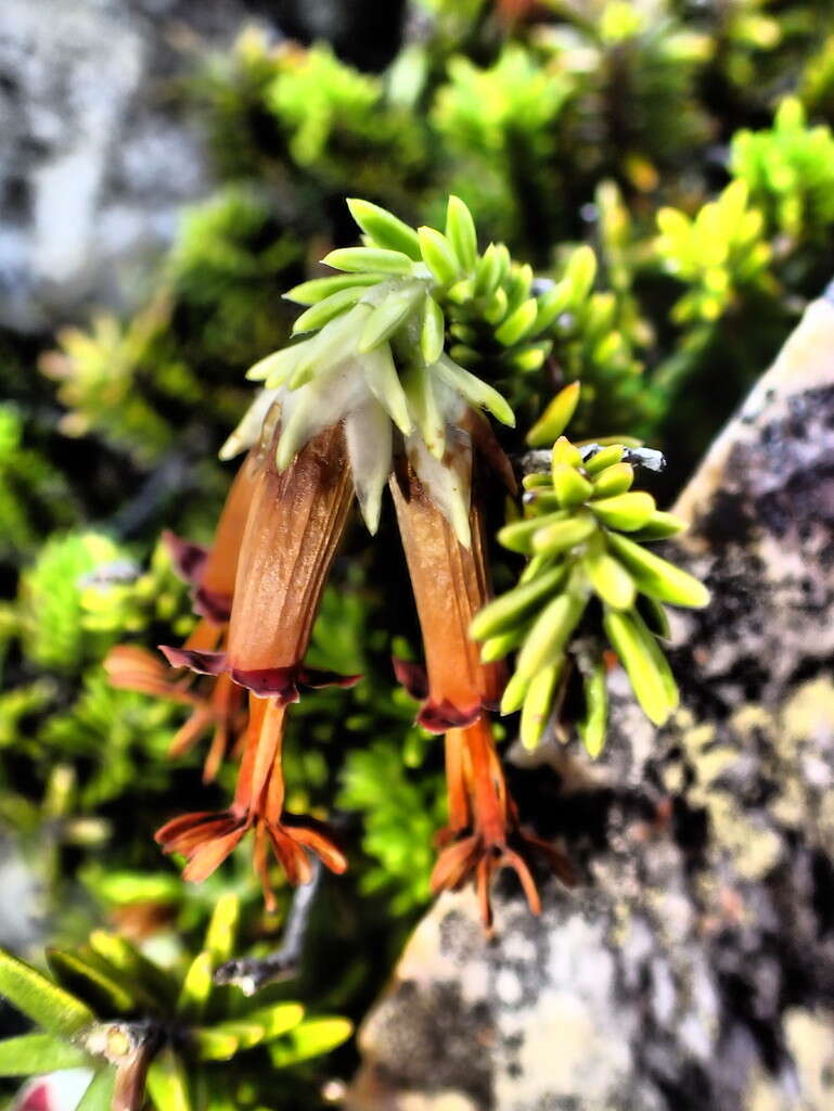 Image of Erica banksia subsp. purpurea (Andrews) E. G. H. Oliv. & I. M. Oliv.