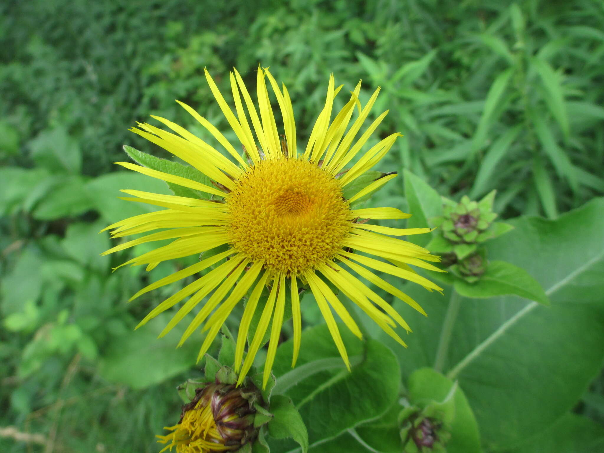 Inula helenium L. resmi