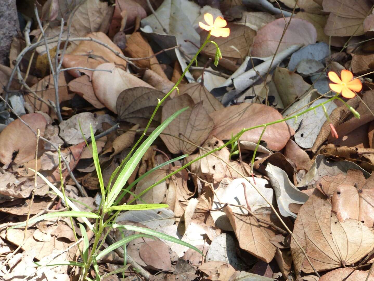 Tricliceras longepedunculatum (Mast.) R. B. Fernandes resmi