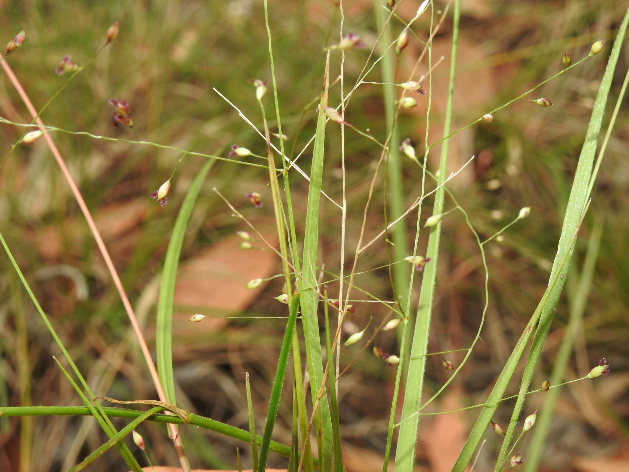 Image of Hairy Panic Grass