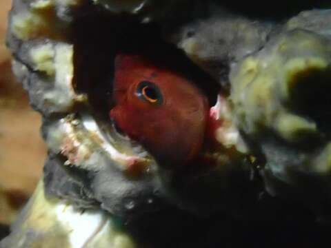 Image of Giant blenny