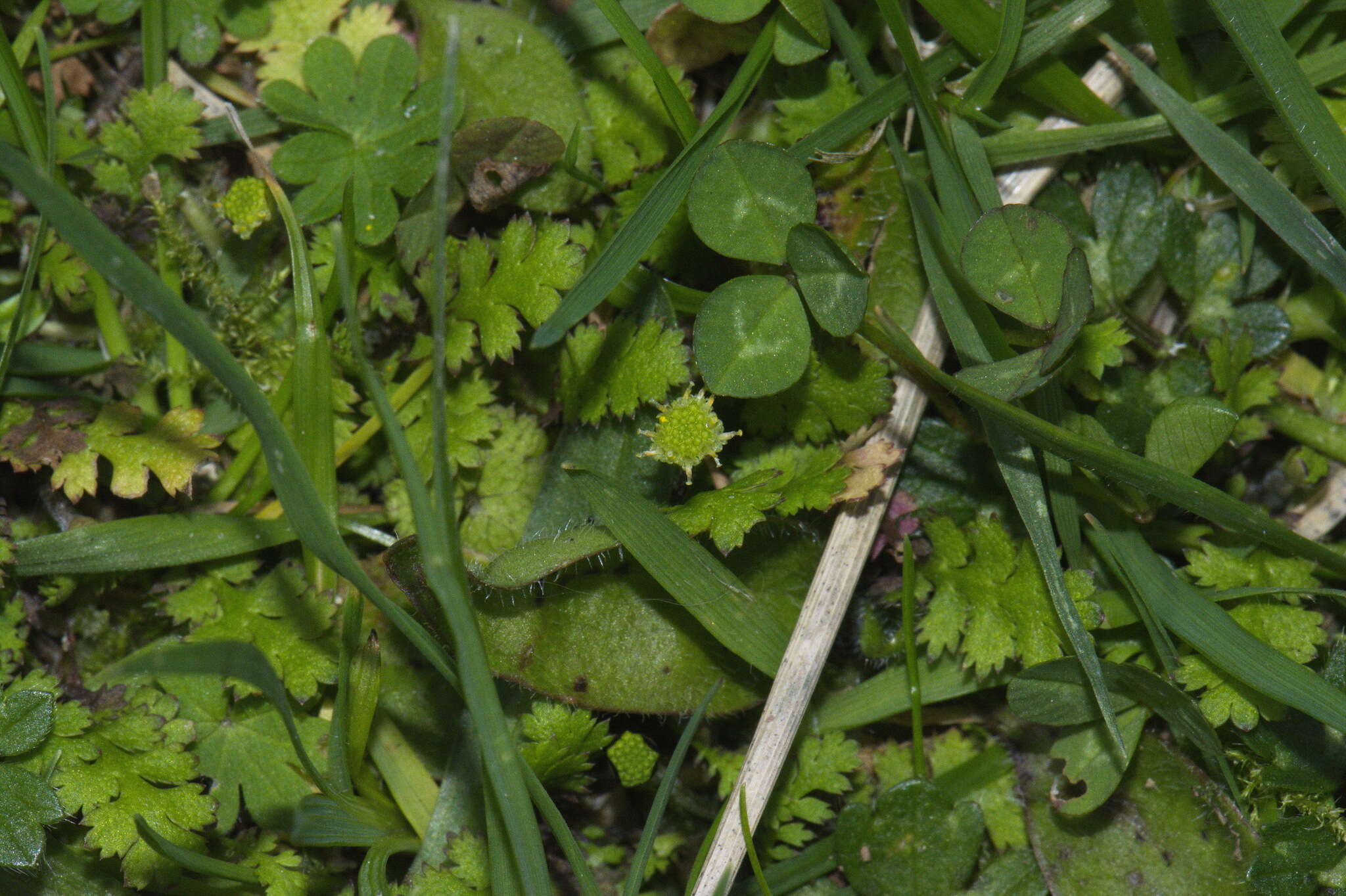 Image of Leptinella dispersa subsp. dispersa