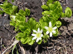 Image of Caltha appendiculata Pers.