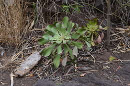 Image of Aeonium ciliatum (Willd.) Webb & Berth.