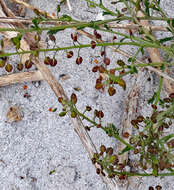 Image of Lepidium desvauxii Thell.