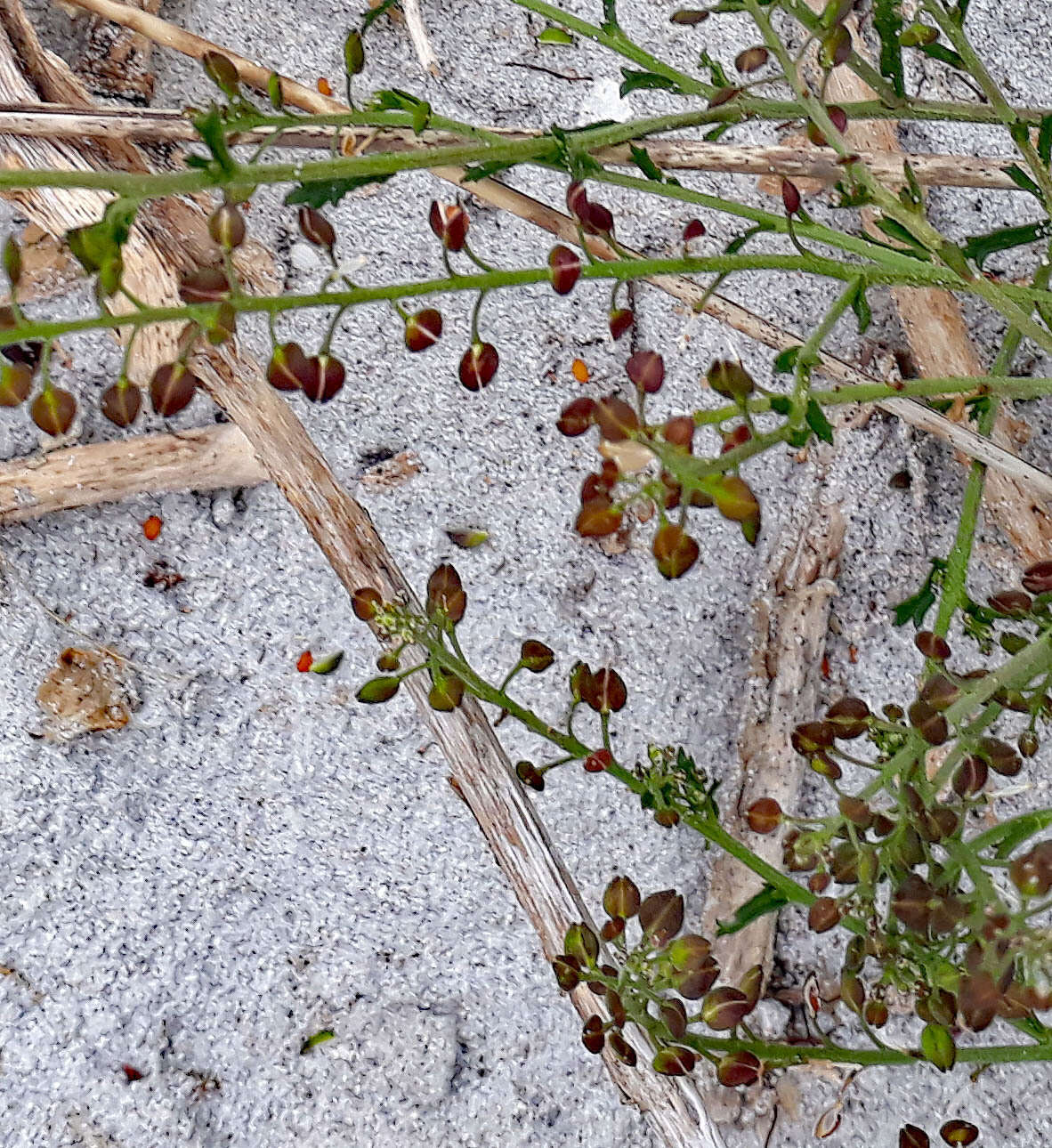 Image de Lepidium desvauxii Thell.