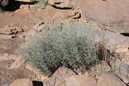 Imagem de Indigofera cryptantha var. occidentalis Baker fil.